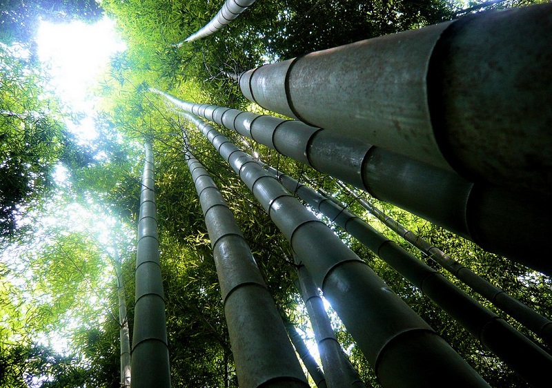 Бамбуковый лес Сагано (Sagano Bamboo Forest) в Киото, Япония