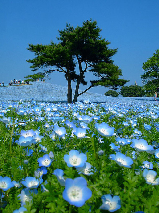 Парк Хитачи-Сисайд (Hitachi Seaside Park) Хитатинака, Япония
