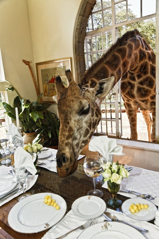 Бутик-отель Giraffe Manor, Найроби, Кения