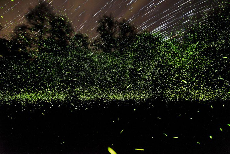 Парк светлячков в Куала Селангор, (Kuala Selangor, Fireflies Park), Малайзия