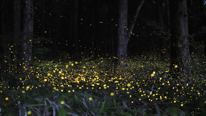 Парк светлячков в Куала Селангор, (Kuala Selangor, Fireflies Park), Малайзия