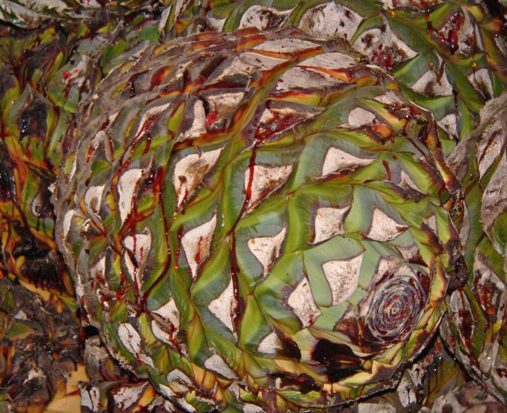 Агава голубая(Agave tequilana), текила, Мексика, плод