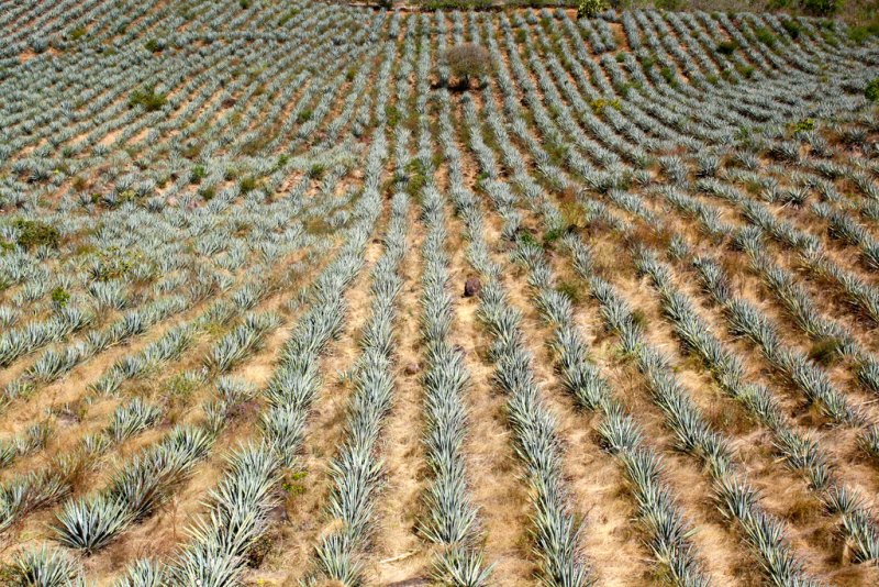 Агава голубая(Agave tequilana), текила, Мексика