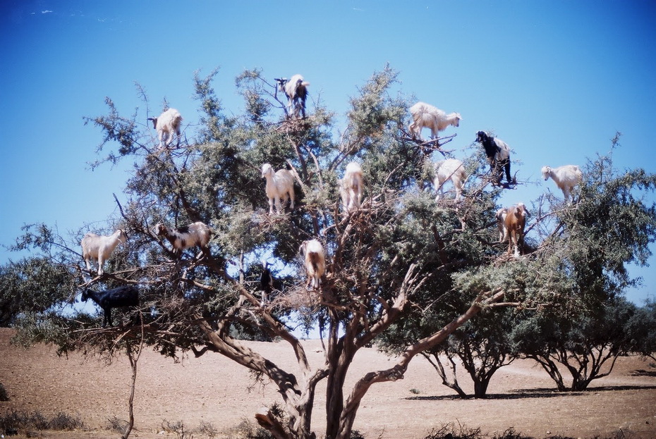 Древолазные козы, Марокко