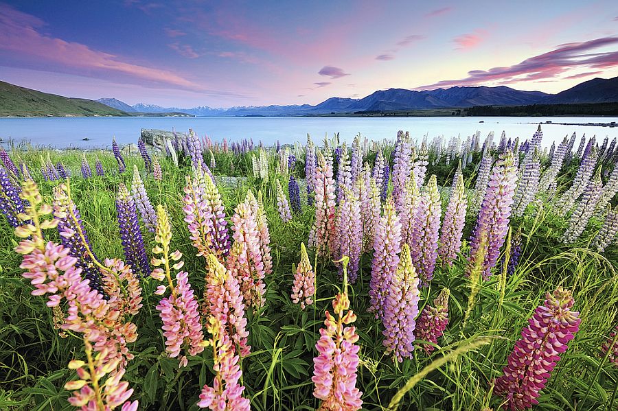 Цветы люпина Рассела, озеро Текапо,остров Южный (Новая Зеландия)