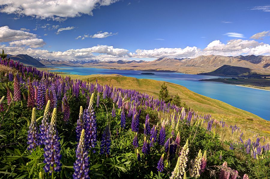 Цветы люпина Рассела, озеро Текапо,остров Южный (Новая Зеландия)