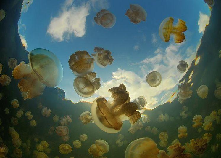 Озеро Медуз (Jellyfish Lake), Палау