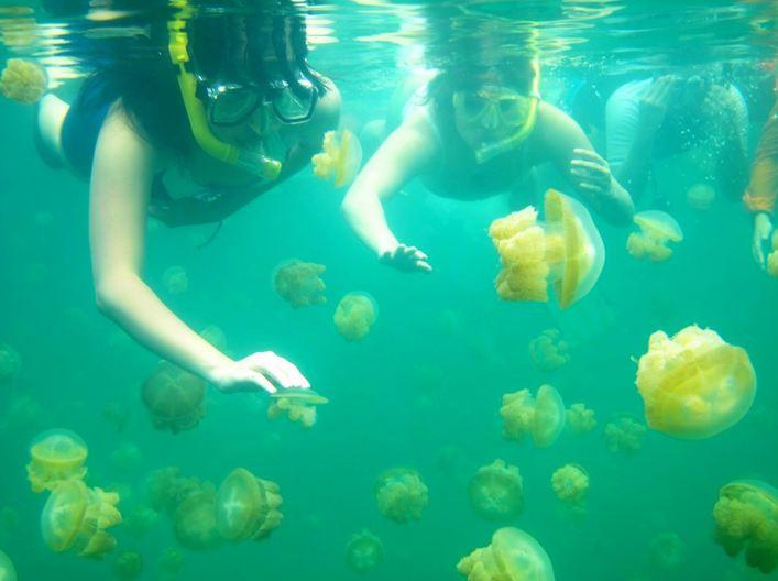 Озеро Медуз (Jellyfish Lake), Палау