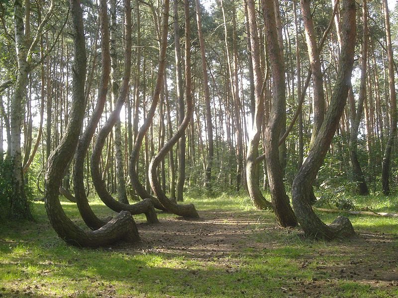 Загадочный «Кривой лес» в Польше