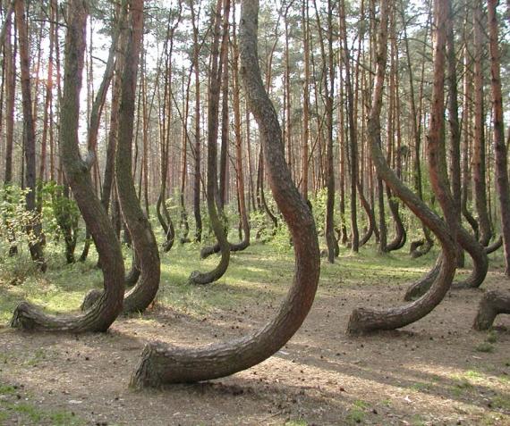 Загадочный «Кривой лес» в Польше