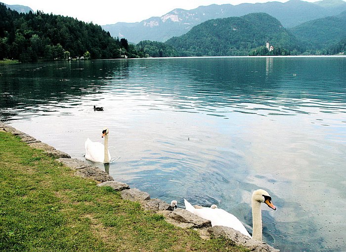 Бледское озеро (Lake Bled), Словения