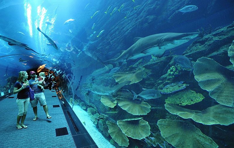 Огромный аквариум - "Dubai Mall Aquarium", Дубай (ОАЭ)