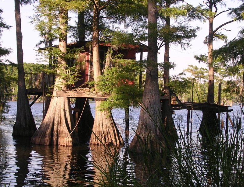 Фантастические кипарисы озера Каддо (Caddo lake), США