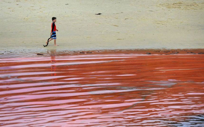 Кроваво-алый океан в Австралии