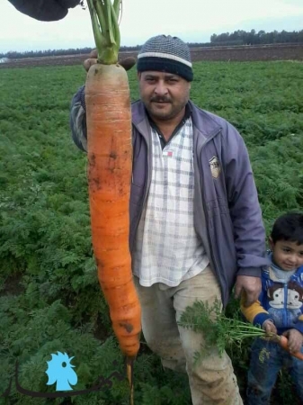 Ливан, рекордная морковь, мэр Клейата