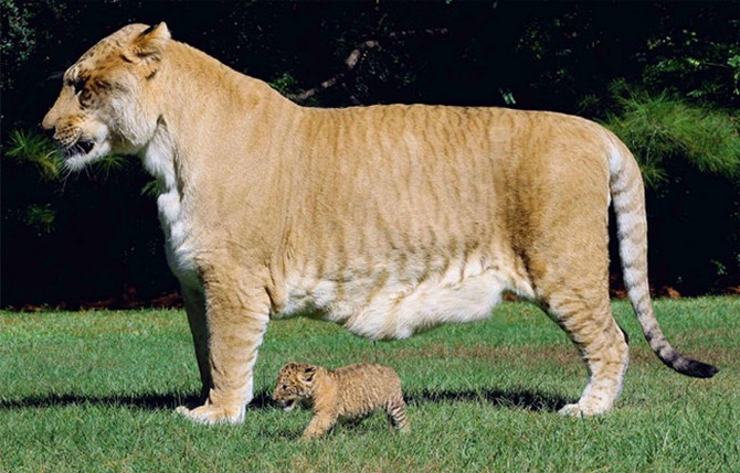 Лигр (Liger) - самая большая кошка в мире