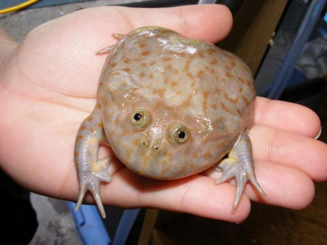 Лягушка Баджита (Budgett's Frog), или Щитоспинки (Lepidobatrachus)