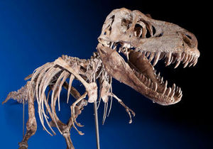 Монголия не хочет отдавать скелет динозавра