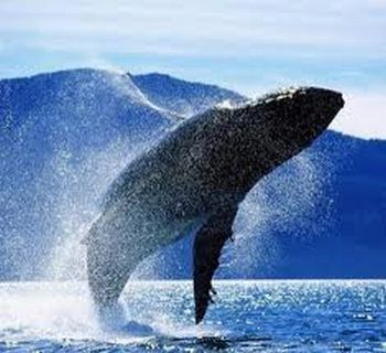Чили: На юге страны все чаще можно наблюдать синих китов