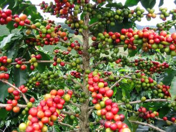 Уганда установила индикативные цены на кофе «Робуста»