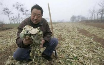 КНДР (Северная Корея): Тысячи гектар сельхозугодий пострадали от засухи