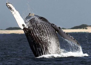 Аргентина: Полуостров Вальдес открыл сезон наблюдения за китами