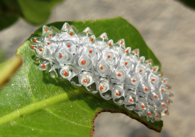 Гусеница Jewel Caterpillar (Acraga coa), смотреть но руками не трогать.