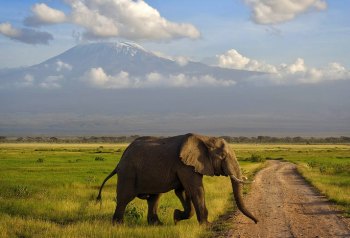 Кения построит мощную ограду от слонов