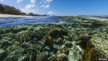 Бразилия в ближайшие 50 лет может потерять 80% коралловых рифов