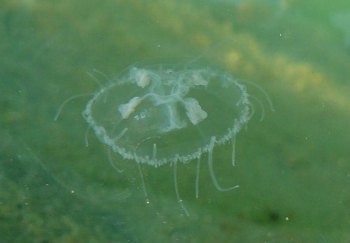 Украина: Аномалия в закарпатских озерах. В водоемах появились медузы