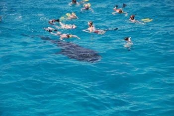 Мальдивы: Новогодний отдых вместе с акулами