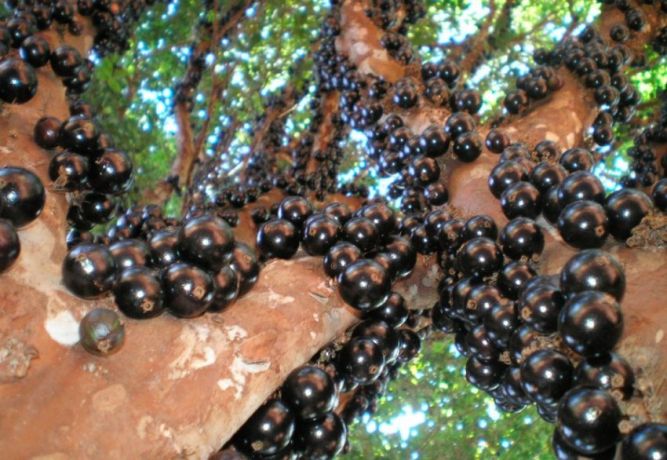 Джаботикаба бразильское виноградное дерево: жаботикаба растение