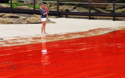 У побережья Австралии, Тихий океан стал красным