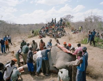 Зимбабве: В национальном парке «Хванге» от засухи погибли 190 слонов