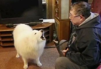 Житель Китая обучил свою собаку арифметике
