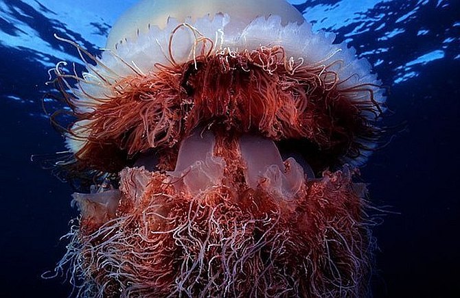 Арктическая цианея - самая большая медуза в мире