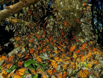 Мексика ждет любителей бабочек