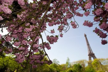 Франция: Власти Парижа решили озеленить город