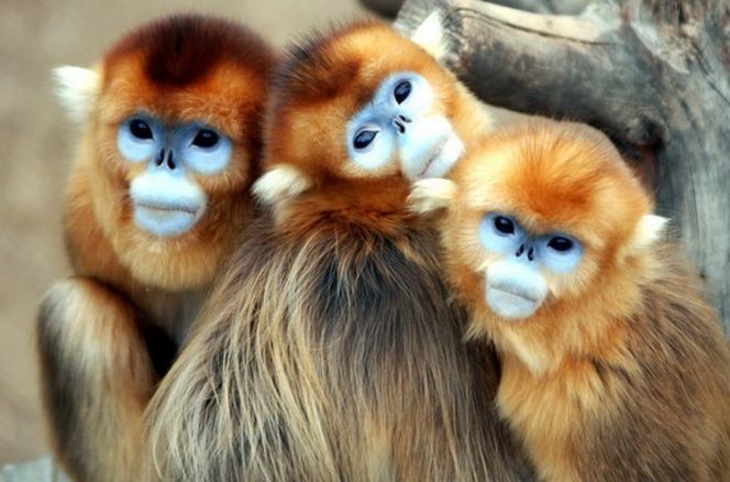 Золотистые курносые обезьяны (Pygathrix roxellana) Сычуань, Китай
