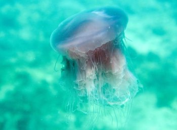 Медузы атакуют пляжи Таиланда