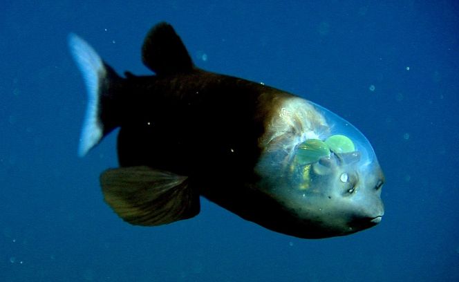 Малоротая макропинна (Macropinna microstoma) - рыба с прозрачной головой