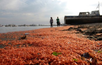 Чили: Тысячи мертвых креветок выбросило на берег