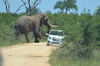 В ЮАР слон раздавил автомобиль с туристами
