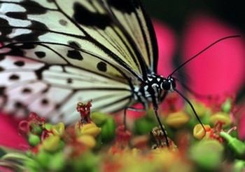 Италия: В Риме открылся парк бабочек