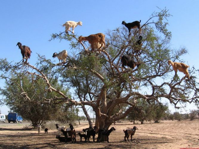 Древолазные козы, Марокко