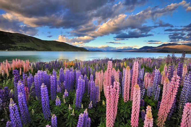 Красочные цветы люпина на озере Текапо, Новая Зеландия