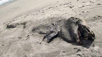Загадочное морское чудище выбросило на пляж в Новой Зеландии