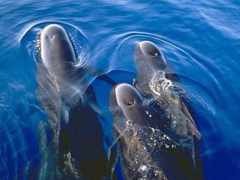 Аргентина: Через месяц начнется сезон наблюдения за китами в провинции Чубут