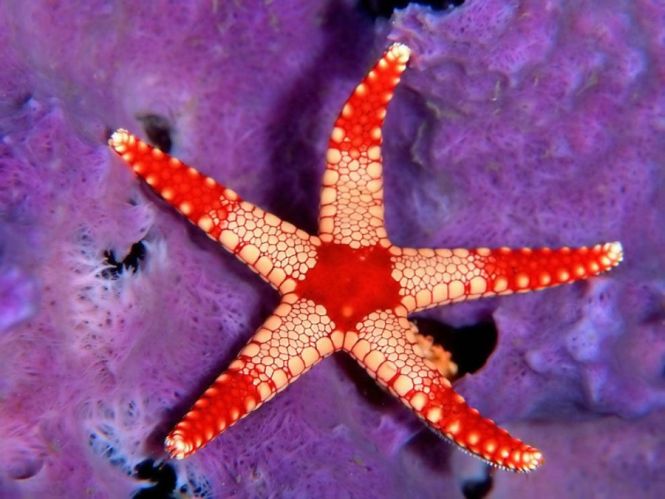 Морские звёзды (Asteroidea) - обитатели морских глубин, класс беспозвоночных типа иглокожих.