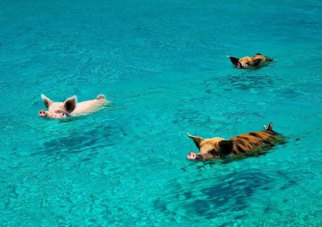 Плавающие свиньи на острове Биг Мэйджор Кэй, Багамские острова